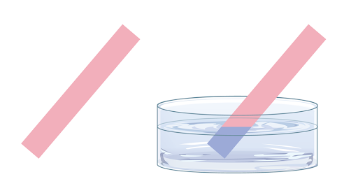 تغير لون ورقة تباع الشمس الحمراء إلى اللون الأزرق تأثير القواعد على ورقة تباع الشمس